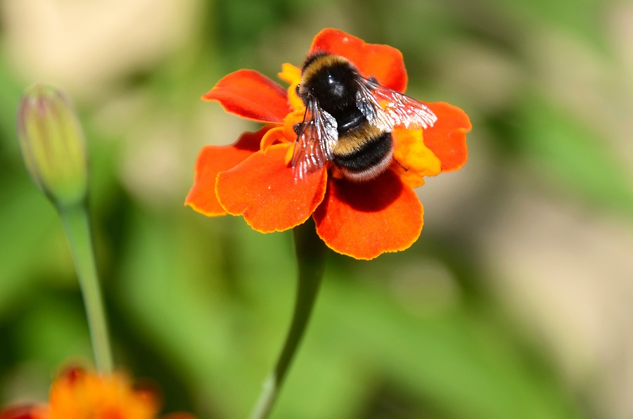 Honey bee collects nectar from a red marigold flower .Top view