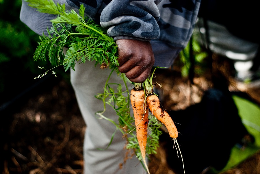 Child holding carrots in school garden