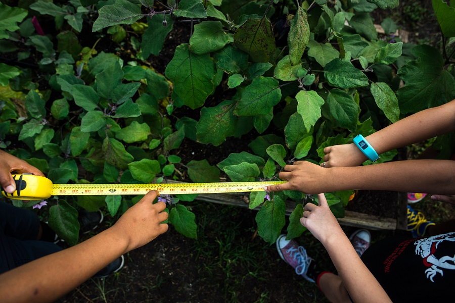 kids measuring in garden